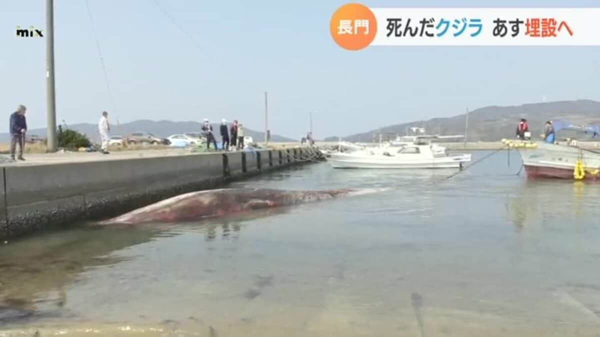 打ち上げられたクジラ あす海岸に埋設へ | 山口のニュース・天気・防災