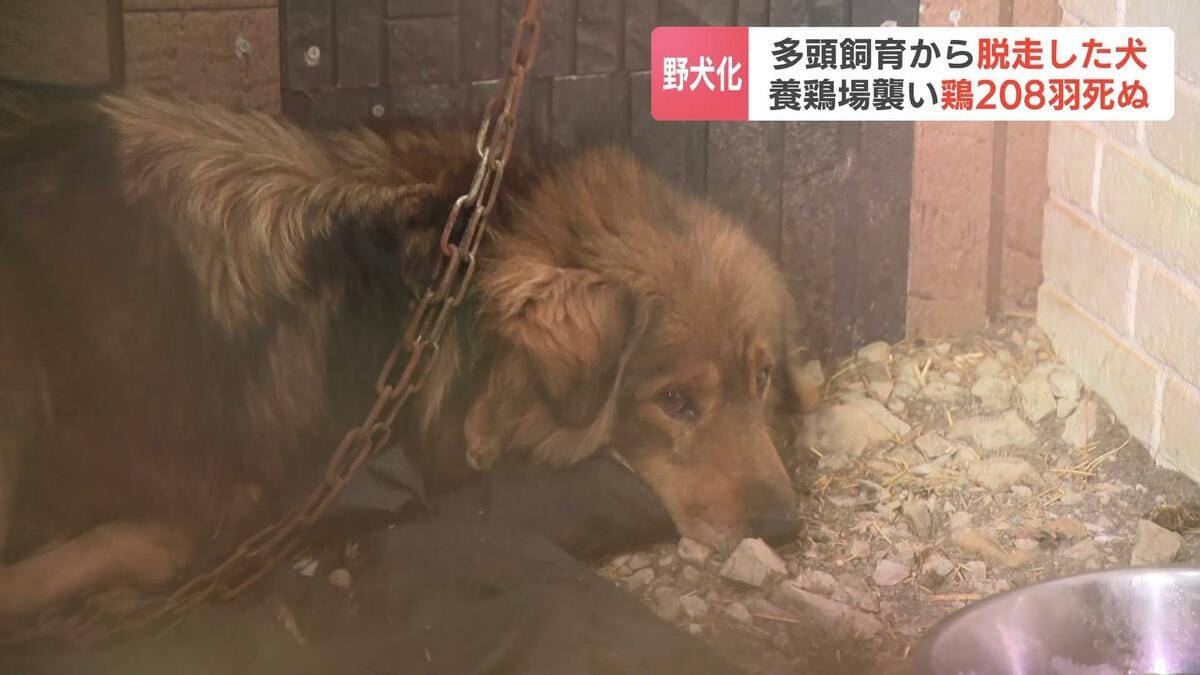 多頭飼育していて 多頭飼育崩壊”脱走した犬が約30キロ離れた養鶏場を襲撃し鶏208羽死ぬ