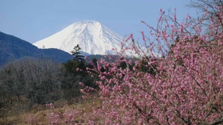 ハナモモや河津桜が彩る　富士山と共演も　山梨・上野原市 談合坂SA近く