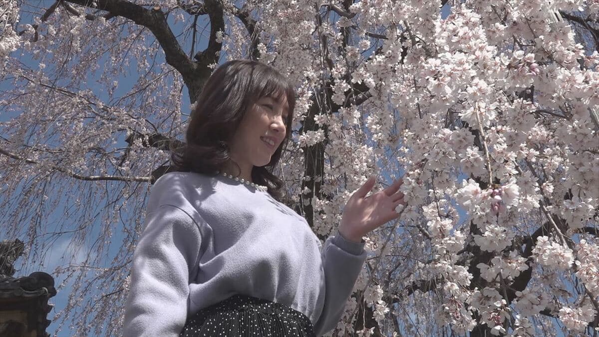 「私の中では春を告げるサクラ」　樹齢約130年のシダレザクラ　例年より10日早く満開に　山梨・福寿院