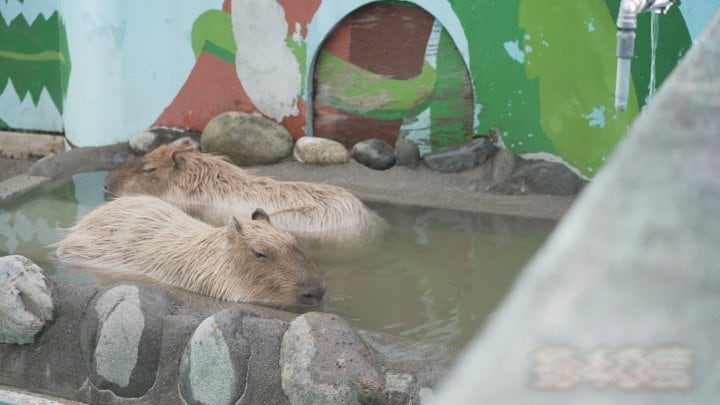 寒さが苦手なカピバラ親子　お湯につかってリラックス　「カピバラの湯」オープン　