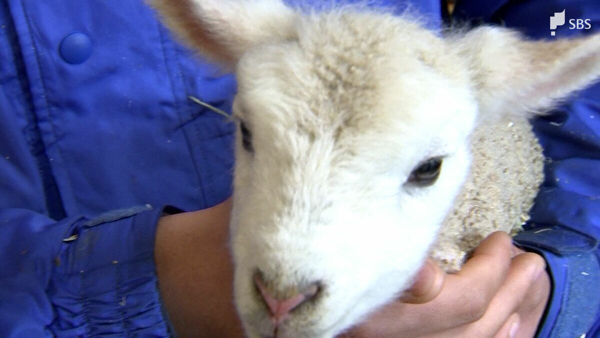 動いているとかわいいね」ヒツジとヤギがベビーラッシュ 愛くるしい姿