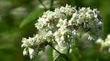 “一面に咲き誇る純白の花” 蒜山高原で「ソバの花」見ごろ迎える【岡山】|TBS NEWS DIG