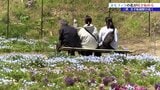 列車が通ると淡いブルーの花びらが一斉に揺れる　三陸鉄道の沿線に広がる70アールのネモフィラの花畑　まもなく見ごろ　岩手・山田町|TBS NEWS DIG