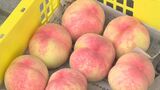 「和田の桃」出荷始まる　浜田市旭町　|　BSSニュース | BSS山陰放送