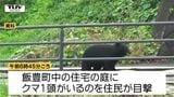 クマが木の上で柿を食べる→麻酔銃を撃ち落ちてきたクマを捕獲 県内でクマの目撃相次ぐ(山形)|TBS NEWS DIG