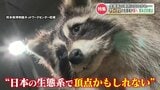 顔は可愛いけど日本の生態系を壊す！？【実は害獣のアライグマ】“３年で数が約３倍” 農作物や文化財に多数の被害も　|　熊本のニュース｜RKK NEWS｜RKK熊本放送