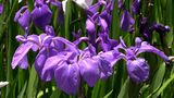 紫色の花が初夏の風に揺れて 神社の境内で「カキツバタ」の花が見ごろ【岡山・笠岡市】|TBS NEWS DIG