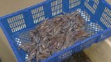 海のいきものに異変!? 最盛期のはずのホタルイカが獲れない? 反対に“イワシ”が豊漁でお得…富山発祥のスーパーで見えたもの 名古屋・北区|TBS NEWS DIG