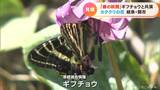 準絶滅危惧種の「ギフチョウ」との共演…薄紫の「カタクリ」の花が見ごろ 岐阜 | 名古屋・愛知・岐阜・三重のニュース【CBC news】 | CBC web
