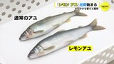 広島のレモン食べて育った「レモンアユ」　出荷が始まる　さわやかな香りと風味　|　RCC NEWS | 広島ニュース | RCC中国放送
