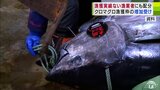 クロマグロの漁獲枠の増加を受け 青森県が「漁獲実績ない漁業者」にも約42トン分の漁獲枠を配分へ 対象の漁業者は約700人「新規の方にもきちんと枠を与えて漁をしてもらう」 | 青森のニュース│ATV NEWS│青森テレビ