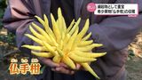 仏の手?柑橘類の「仏手柑」 日南市で収穫のピーク 正月飾りや祝い事の縁起物に重宝 | MRTニュース | MRT宮崎放送