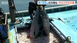 クロマグロ大漁! 100kg超が50本 中には180kgの“大物”も…「網がやられて大変」新潟・佐渡市|TBS NEWS DIG