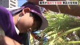 「カレーで食べる!」園児らが稲刈り 5月に自ら田植えしたものを稲刈り 広島|TBS NEWS DIG