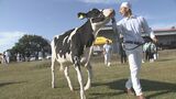 乳用牛の県内一を決める県畜産共進会 メス牛29頭出品 大分 | 大分のニュース|OBS NEWS|大分放送