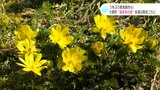 3年ぶりに軽食販売も! “福寿草の里”は来週以降見ごろに 高知・大豊町 | 高知のニュース・天気|KUTV NEWS | KUTVテレビ高知