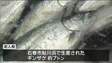 石巻魚市場に養殖ギンザケ初入荷”ロシアのウクライナ侵攻”で国内産の需要高まる　宮城　|　宮城のニュース│tbc NEWS│tbc東北放送