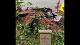 撤去しようとすると「泣いた」逸話が残る那覇市の景観資源“泣きアカギ” 倒木のおそれで市が撤去 | 沖縄のニュース|RBC 琉球放送