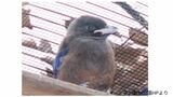 ルリカケス死ぬ　月齢3か月…先月の1羽に続き、3月生まれの2羽とも　平川動物公園　|　鹿児島のニュース｜MBC NEWS｜南日本放送