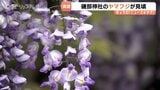 樹齢250年が彩る薄紫の世界…磯部神社のヤマフジ見ごろ　雨上がりに輝く天然記念物の絶景と甘い匂い　富山・氷見市|TBS NEWS DIG