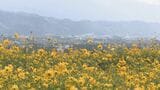 「毎年来てます!」その数80万本! 長野・安曇野市の公園で秋を告げる「キバナコスモス」が見頃 12枚の花びらが特徴|TBS NEWS DIG
