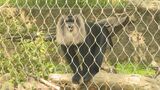 絶滅危機にひんしているサルを守っていこう　「国際マカクウィーク」イベントにぎわう　山口・宇部|TBS NEWS DIG
