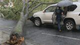 「突然の倒木」どこでも起きる可能性 テント直撃で女性が死亡した事故を受けキャンプ場の対策は 危ない木を見分けるポイントはキノコ | 名古屋・愛知・岐阜・三重のニュース【CBC news】 | CBC web