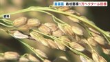 温暖化、猛暑…コシヒカリ偏重を是正 富山県の“新・コメ戦略”「富富富」の栽培面積を6倍に拡大へ | 富山のニュース|天気・防災|チューリップテレビ