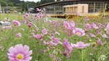 「モヤヒルズ」でコスモスが咲き始め 小さい秋見つけた 見頃は10月中旬までの見込み|TBS NEWS DIG