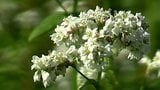 “一面に咲き誇る純白の花” 蒜山高原で「ソバの花」見ごろ迎える【岡山】 | 岡山・香川のニュース | 天気 | RSK山陽放送