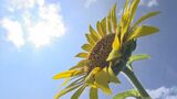 青空に映える大輪の花　山あいに一面のヒマワリ畑　島根県・浜田市　　|　BSSニュース | BSS山陰放送