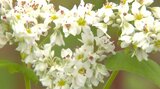 西日本有数の産地で白くて可憐な春そばの花が見ごろ 大分・豊後高田市 | 大分のニュース|OBS NEWS|大分放送