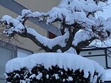 大雪の今後は 高気圧接近で次第に冬型緩むも きょうは大雪に警戒を 東北地方50、関東甲信40、北陸40、東海40、近畿30、中国20センチの降雪予報 | 山形のニュース│TUYテレビユー山形