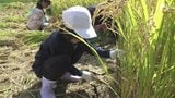 「暑いから田植えよりちょっと地獄です」子どもたちが稲刈りを体験 自分たちが田植えした田園で地域の人と作業=静岡・下田市|TBS NEWS DIG