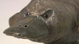 ウサギ・カモノハシ・カバ 様々な動物をモチーフにした陶芸作品33点 今井眞正さんの作品展【岡山】|TBS NEWS DIG