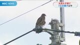 “丸見え子育て”あのトビは今 白くてフワフワだったヒナが… | 鹿児島のニュース|MBC NEWS|南日本放送