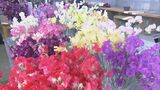 ｢優しい思い出｣｢門出｣の花言葉で知られる“スイートピー”　卒業シーズンに向けて需要が高まる　|　名古屋・愛知・岐阜・三重のニュース【CBC news】 | CBC web