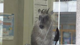 銀行のATMコーナーから『ニホンカモシカ』麻酔の吹き矢放たれおとなしくなったところを捕獲　新潟県柏崎駅前|TBS NEWS DIG