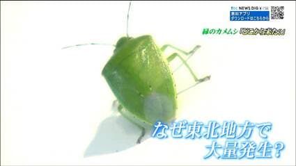 専門家も驚いた「緑色のカメムシ」大量発生そのワケは 生息域が激変