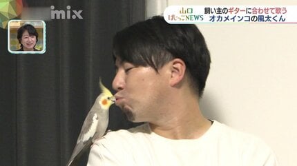 オカメインコ太郎様用