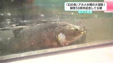 幻の魚」アカメ水槽の大掃除！飼育50周年を記念して公開 迫力ある