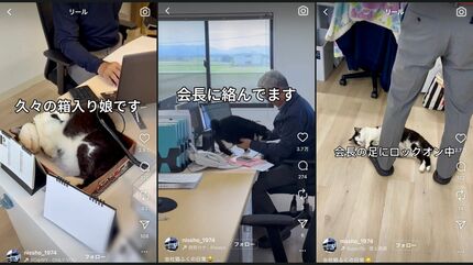 カラスに襲われ瀕死だった3本足の保護猫「ふくちゃん」今や広報部長に