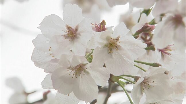 サクラの開花予想(2月26日発表)日本気象協会とウェザーマップで数日の違いあり 【全国の開花予想一覧】|TBS NEWS DIG