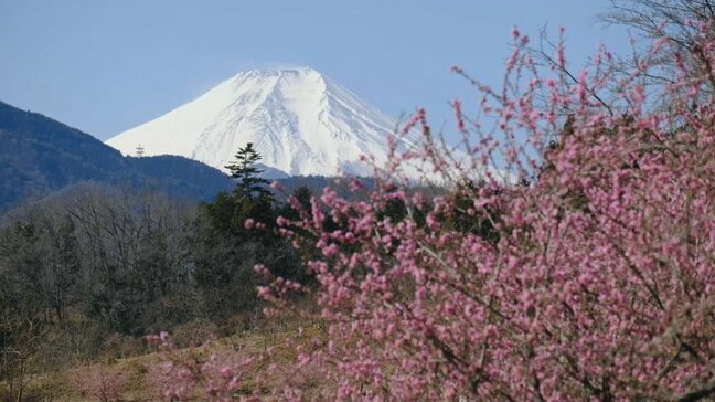 ハナモモや河津桜が彩る　富士山と共演も　山梨・上野原市 談合坂SA近く|TBS NEWS DIG