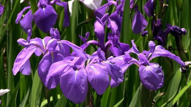 紫色の花が初夏の風に揺れて　神社の境内で「カキツバタ」の花が見ごろ【岡山・笠岡市】|TBS NEWS DIG