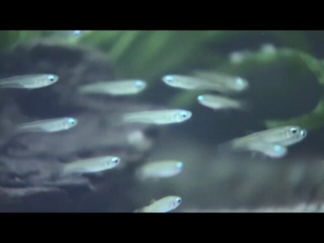 「約5000種類の呼び方」“メダカ” 言語学者が解き明かす 知られざる方言の多様性|TBS NEWS DIG