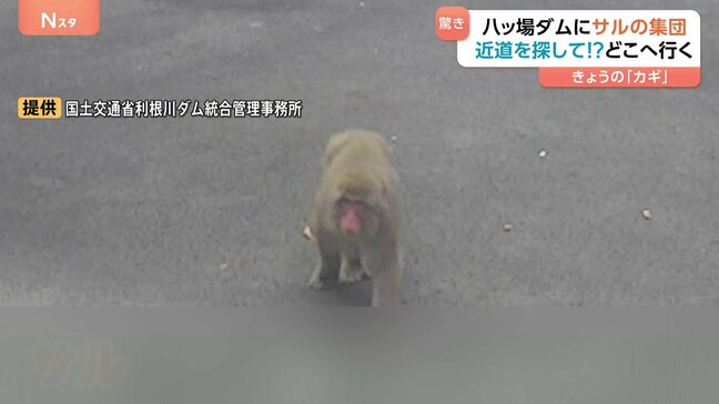 「近道を使ったのでは?」人気観光スポットの八ッ場ダムに現れた不届き者の正体は…サル30頭!?ぞろぞろと歩く姿に、思わず二度見!|TBS NEWS DIG