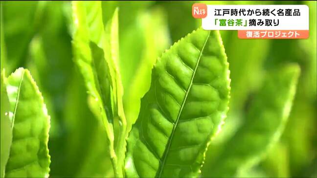 「すごく良いお茶ができそうな予感」かつての名産品“富谷茶”復活へ　新茶摘み取り　宮城・富谷市|TBS NEWS DIG
