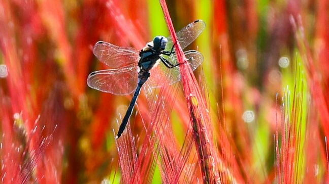 備中国分寺と赤米の美しい景色の中に「シオカラトンボ」英語では「love dragonfly」それはなぜ?【岡山】|TBS NEWS DIG